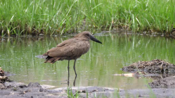 Hamerkop catching a fish