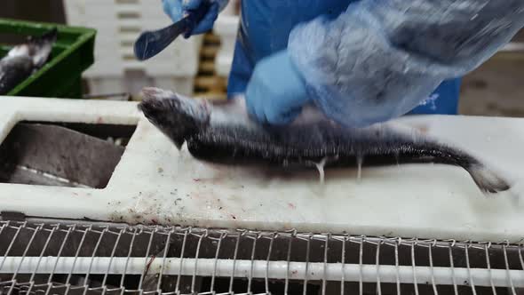 A Worker Cuts Off the Head of a Trout with a Knife