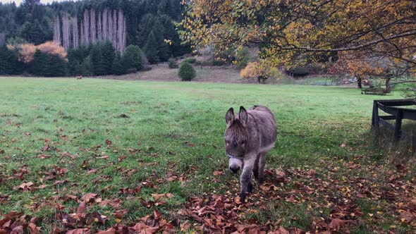 Friendly donkey on the pasture approaching for a closeup