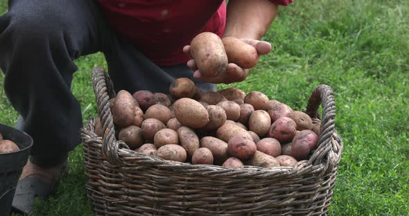 Person sorts out potatoes. Harvesting potato in the garden. Basket with potatoes. Home gardening