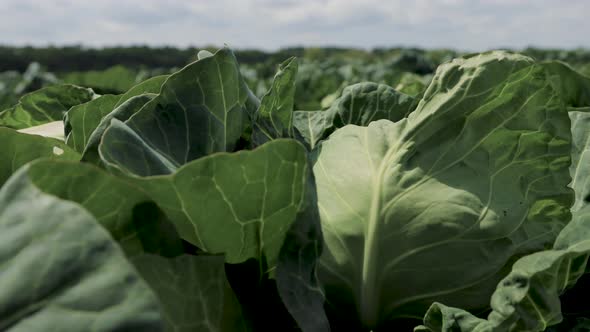 Cabbage Growing in a Farmer's field.Panorama LR . Slider