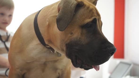 Big Good Dog at Reception at Veterinary Clinic