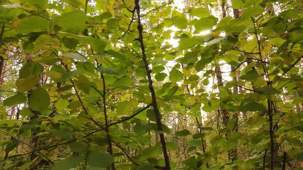 Autumn Forest Landscape with Trees By Day