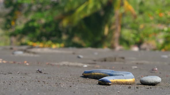 Tropical Yellow Sea Snake on the Sand of the Beach