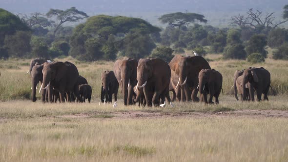 Large Herd Of African Elephants In African Savannah