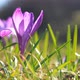 Violet spring crocus - VideoHive Item for Sale