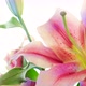 Pink lily  - VideoHive Item for Sale