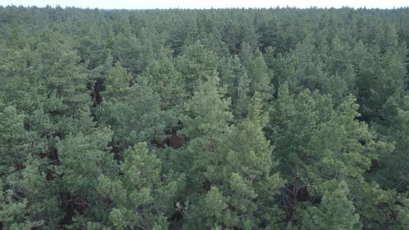 Trees in a Pine Forest During the Day Aerial View