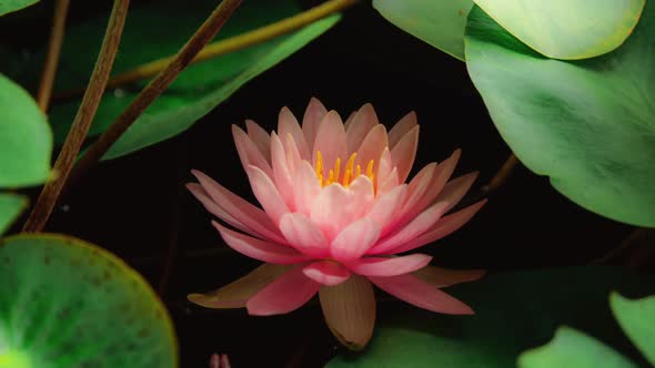 Pink Water Lily Blooming in Time Lapse on a Green Leaves Background