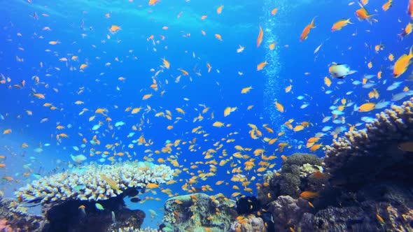 Underwater Reef and Diver Bubbles