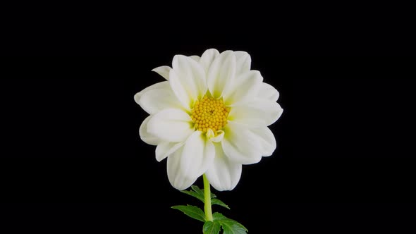 Time lapse of a whitel dahlia blooming