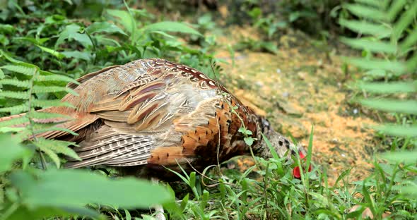 Rothschild Peacock Pheasant in The Park 