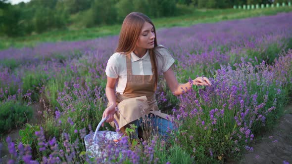 Smiling Woman with Basket Lavender Field