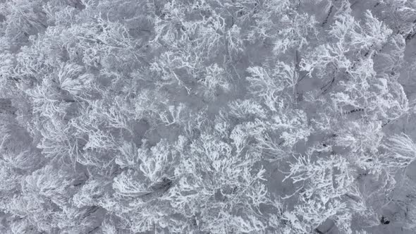 Aerial Top View From Above Amazing Frost Tree Branches Covered By Ice Glaze Flying Over Woodland