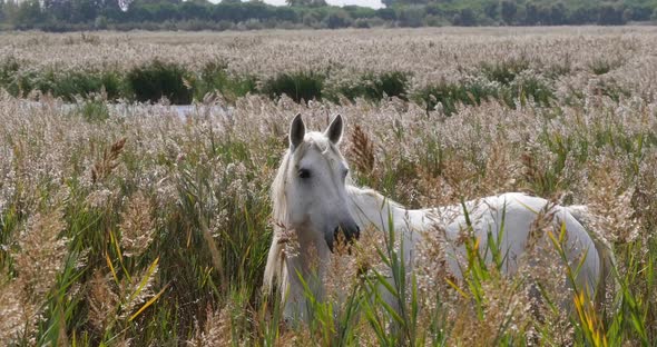 Camargue Horse, Mare standing in Swamp, Saintes Marie de la Mer in The South of France, Real Time 4K