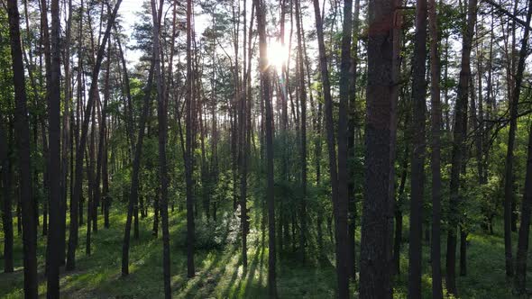 Summer Forest with Pine Trees Slow Motion