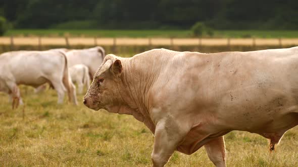 muscular male bull cow used in genetic beef production