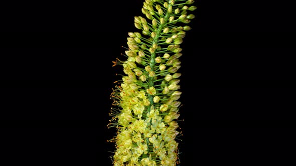Yellow Flower Eremurus Blooming in Time Lapse on a Black Background