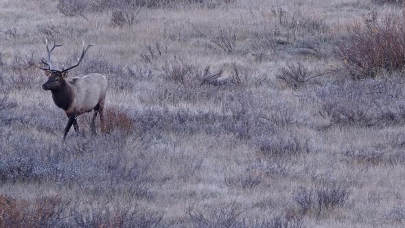 Bull Elk walking through open field with frost on him