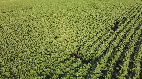 Young Sunflower Aerial View