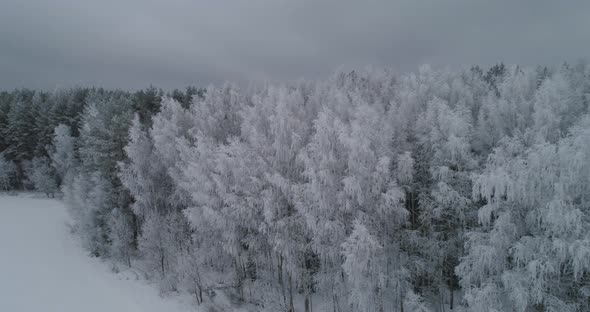 Winter Landscape with Forest, Field. Winter Landscape