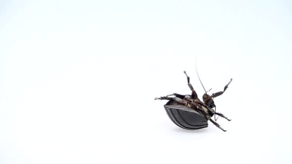 Cockroach Lies on Its Back with Its Paws Up and Turns. White Background. Close Up. Slow Motion
