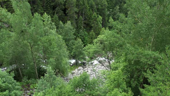 Forest and River