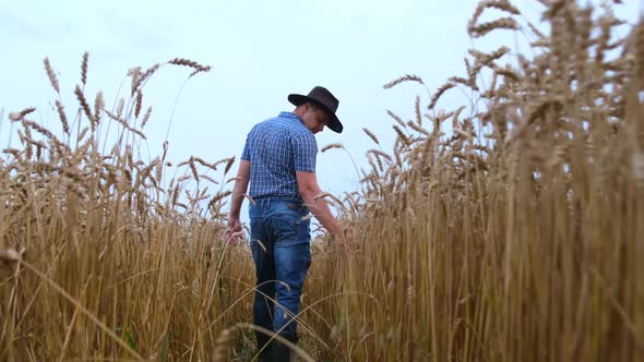 Farmer in a Hat Walking in a Field Touching Ears of Wheat