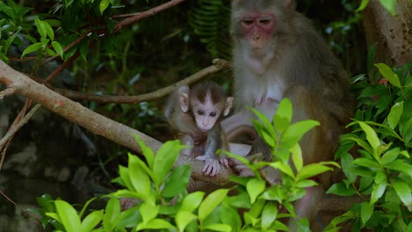 A baby monkey wildly scratches its own back as its mother looks onward. Big eyes and human-like gest