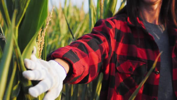 Corn Harvest