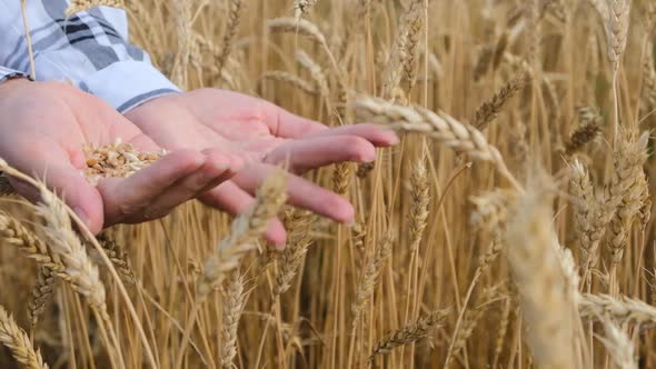 Wheat Grains in Hand