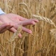 Wheat Grains in Hand - VideoHive Item for Sale