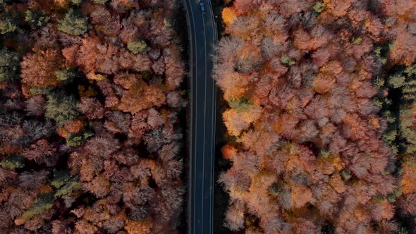Aerial view above traffic on a road, in middle of fall foliage trees, sunny, autumn day - top down,