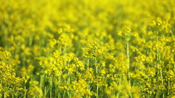 Agriculture Field with Rapeseed Yellow Flowers