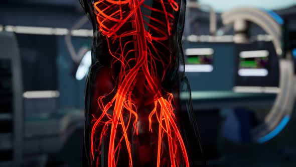 Science Anatomy Scan of Human Blood Vessels