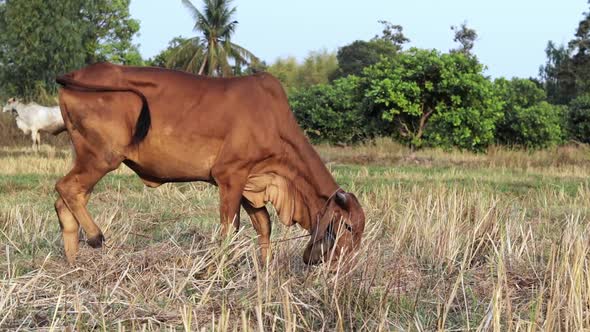 Thai native cattle, brown skinny cow grazing in the rice field eating dry grass during the day.