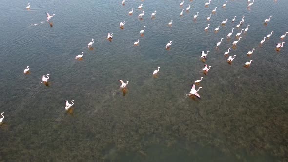 Beautiful Pink Flamingos Wading In A Shallow Coastal Waters In Vendicari, Sicily - Drone Shot