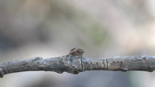 high frame rate clip of a female maratus volans turning around on stick