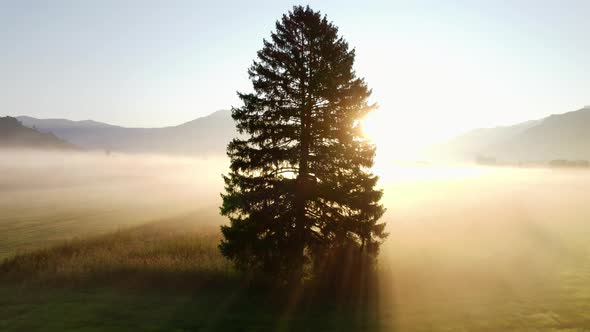 Drone Of Sunlit Tree In Misty Landscape Of Zell Am See