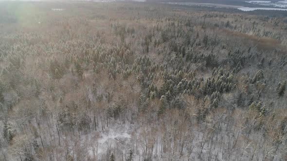 Winter Landscape Forest