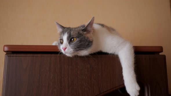 Cat Is Lying on the Closet