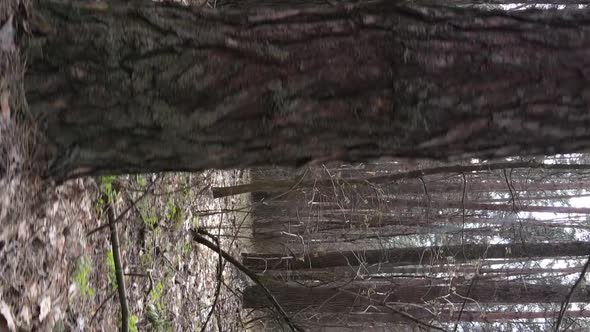 Vertical Video of Trees in a Pine Forest Slow Motion