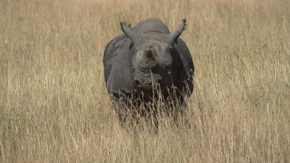 Rhinoceros standing on dry grass