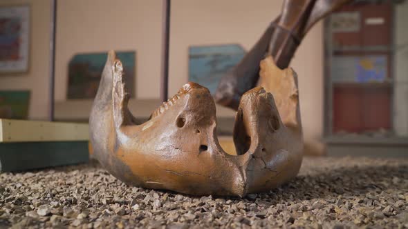 Part Ancient Old Mammoth Jaw