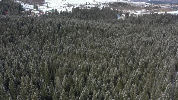Flying above the winter pine forest