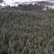 Flying above the winter pine forest - VideoHive Item for Sale