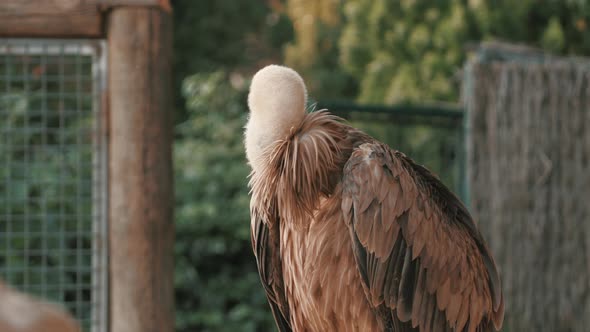 4K Frame of a vulture turning around and wiping its feathers