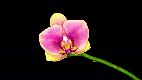 Blooming Yellow - Pink Orchid Phalaenopsis Flower