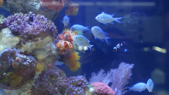 Species of Soft Corals and Fishes in Lillac Aquarium Under Violet or Ultraviolet Uv Light. Purple