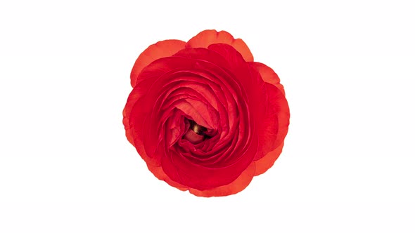 Time Lapse Red Ranunculus Flower